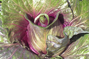Organic cabbage on the field is ready for harvest. Natural background. Close up.