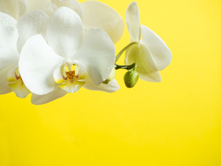 White Orchid flowers on colored background Yellow Copy space