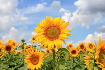 summer riot in the field of sunflowers