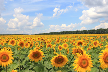Fototapeta premium summer riot in the field of sunflowers