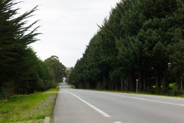 Long empty road flanked by trees on cloudy day in Puerto Varas, South Chile. Trip through nature land, holidays concept