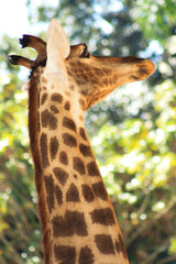 giraffe