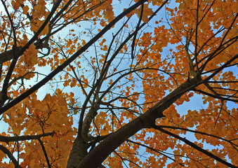 Autumn maple