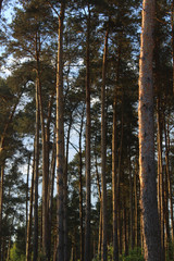 Obraz premium European forest