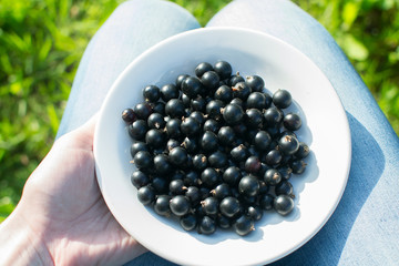 Crockery with black currant in woman hands.