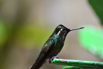 Kolibri
