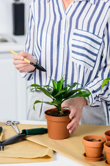 cropped shot of senior woman cultivating potted plant