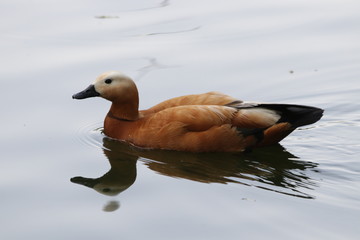 Mallard Duck is Swimming in the Lake, Beijing Zoo, China