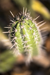 Succulent plant cactus macro top view with bokeh background