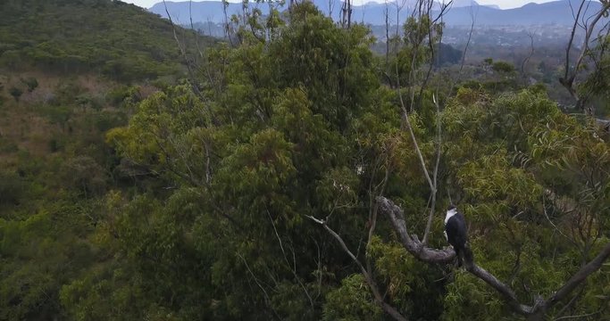 Aerial closeup of a Black Sparrowhawk perched at the top of a a Eucalyptus tree