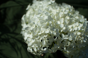 bouquet of white hydrangea flower blossom in morning garden and green background