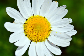 Obraz premium Chamomile close-up. 