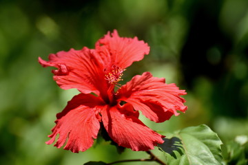 Hibiskus © Sarah