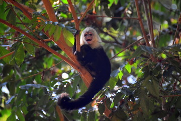 Kapuzineraffe