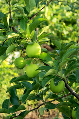 green, fruit, food, tree, tomato, garden, apple, branch, nature, plant, agriculture, leaf, fresh, healthy, vegetable, summer, organic, apples, tomatoes, growth, ripe, natural, farm, orchard, crop
