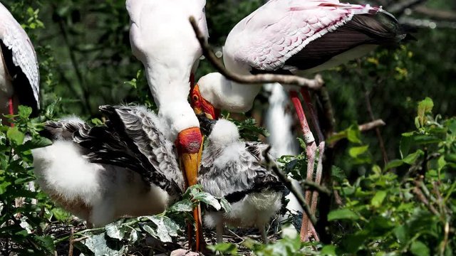 White stork (mycteria cinerea) feeding chicks. Bird's nest. Family mycteria cinerea in the nest. 4k resolution 