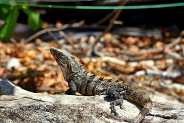 Leguan