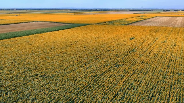 Aerial View Of The Sunflower Field