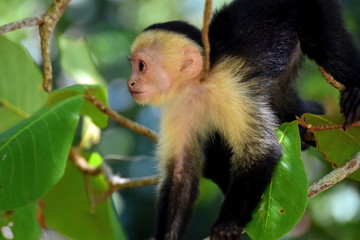 Kapuzineraffe