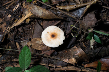 Mushroom in the deep forest during rainy season