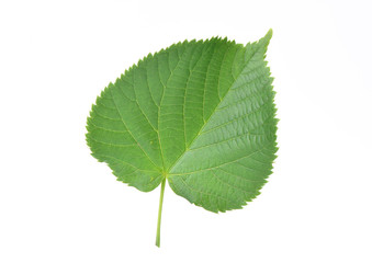 Leaf of a linden