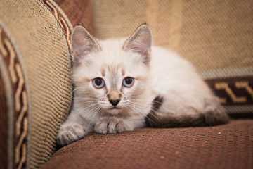 A funny gray kitten sits on the sofa and cute looks at you.