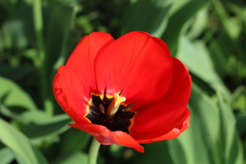 Tulip_red