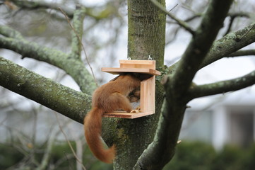 Eichhörnchen (Sciurus vulgaris),