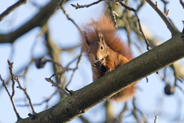 Eichh&ouml;rnchen (Sciurus vulgaris), auf einem Nussbaum.