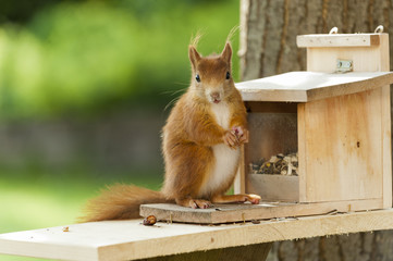 Eichhörnchen (Sciurus vulgaris),