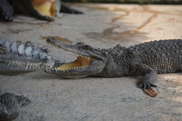 asia crocodile alligator sharp teeth danger
