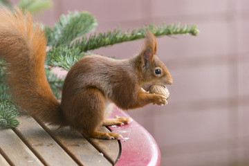 Eichhörnchen (Sciurus vulgaris),