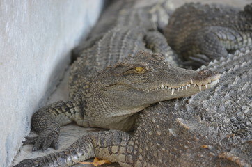 asia crocodile alligator sharp teeth danger