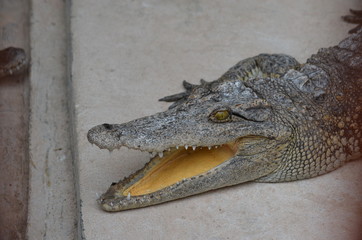 asia crocodile alligator sharp teeth danger