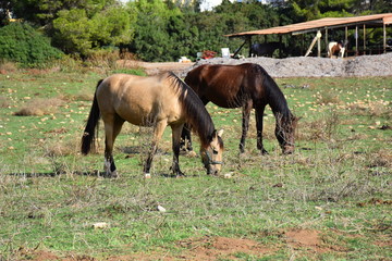Fototapeta premium Pferde