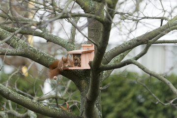 Eichhörnchen (Sciurus vulgaris),