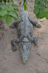 asia crocodile alligator sharp teeth danger