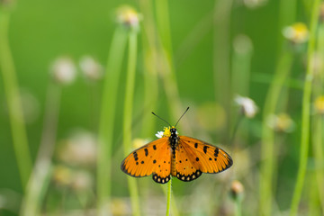 Brown Butterfly on the flower, Orange with black dotted butterfly on the flower
