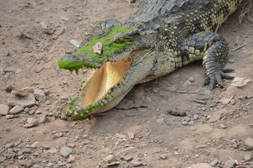 asia crocodile alligator sharp teeth danger