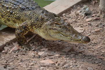 asia crocodile alligator sharp teeth danger