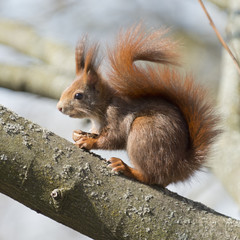 Eichhörnchen (Sciurus vulgaris),