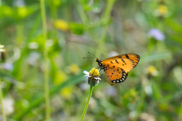 Brown Butterfly on the flower, Orange with black dotted butterfly on the flower