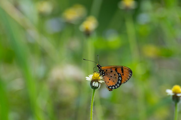 Fototapeta na wymiar Brown Butterfly on the flower, Orange with black dotted butterfly on the flower