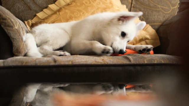 This is my dog named Bon hes cute and adorable puppy playing with his toy