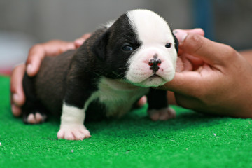 Black and white American Bully puppy standing on grass.