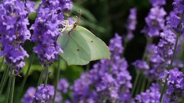 beautiful white butterfly on lavender