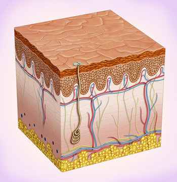 Anatomical and descriptive illustration of the skin
Human
