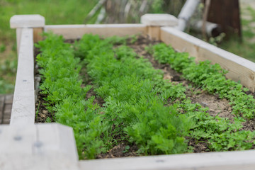 growing fresh dill and parsley in the vegetable garden, close up