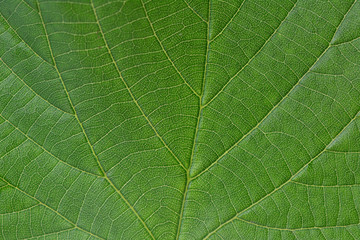 Naklejka na ściany i meble Texture green leaves