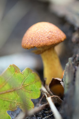 Autumn is here again!